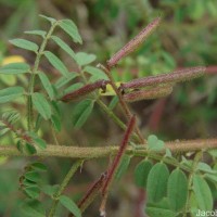 Indigofera colutea (Burm.f.) Merr.